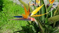 Die Paradiesvogelblume &ndash; &copy; Julia Kies (Eberhardt TRAVEL)