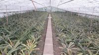 Die Ananasplantage &ndash; &copy; Julia Kies (Eberhardt TRAVEL)
