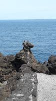 Cachorro - 