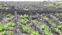 Lava-Weinanbaugebiet &ndash; &copy; Julia Kies (Eberhardt TRAVEL)