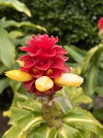 Parque Terra Nostra (6) &ndash; &copy; Thomas Krupp (Eberhardt TRAVEL)