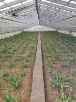 Eines der vielen Gewächshäuser auf der Plantage &ndash; &copy; Sten Bernhardt (Eberhardt TRAVEL)