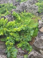 Weinpflanze &ndash; &copy; Sten Bernhardt (Eberhardt TRAVEL)
