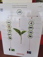 Teeplantage &ndash; &copy; Annette Profft (Eberhardt TRAVEL)