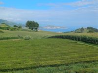 Teefelder &ndash; &copy; Annette Profft (Eberhardt TRAVEL)