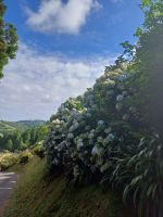 Hortensien &ndash; &copy; Annette Profft (Eberhardt TRAVEL)