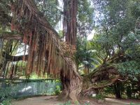 Park Terra Nostra &ndash; &copy; Annette Profft (Eberhardt TRAVEL)