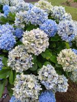 Pracht in Blau &ndash; &copy; Annette Profft (Eberhardt TRAVEL)