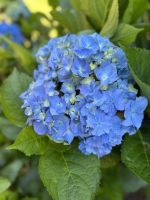 Ganztagesausflug nach Furnas: Terra Nostra &ndash; &copy; Anne Fohlert (Eberhardt TRAVEL)