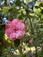 Ganztagesausflug nach Furnas: Terra Nostra &ndash; &copy; Anne Fohlert (Eberhardt TRAVEL)