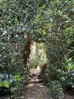 Ganztagesausflug nach Furnas: Terra Nostra &ndash; &copy; Anne Fohlert (Eberhardt TRAVEL)