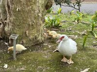 Stadtrundgang in Sao Miguel: Botanischer Garten &ndash; &copy; Anne Fohlert (Eberhardt TRAVEL)