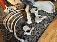 Ganztagesausflug Insel Pico: Walfangmuseum &ndash; &copy; Anne Fohlert (Eberhardt TRAVEL)