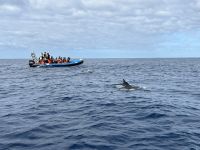 Fakultative Walbeobachtung &ndash; &copy; Anne Fohlert (Eberhardt TRAVEL)