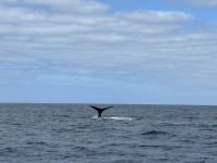 Fakultative Walbeobachtung: POTTWALE &ndash; &copy; Anne Fohlert (Eberhardt TRAVEL)