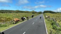 Inselrundfahrt Pico &ndash; &copy; Jacob Spangenberg (Eberhardt TRAVEL)