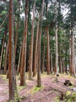 Weg zum Lagoa das Furnas, São Miguel, Azoren, Portugal &ndash; &copy; Maria Feibig (Eberhardt TRAVEL)