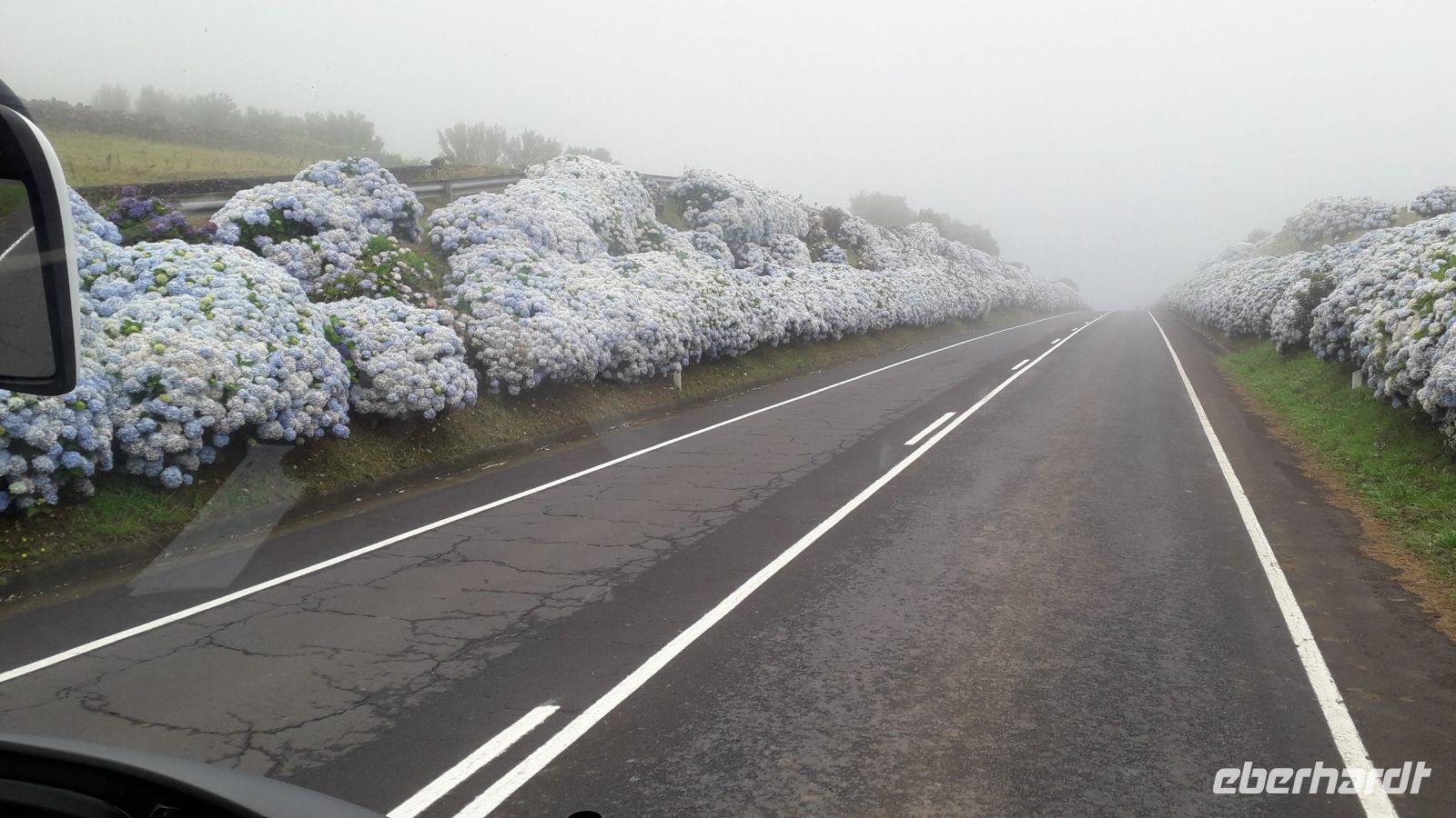 Hortensien im Nebel &ndash; &copy; Julia Kies (Eberhardt TRAVEL)