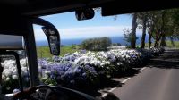 Ganze Büsche von Hortensien rechts und links! &ndash; &copy; Julia Kies (Eberhardt TRAVEL)