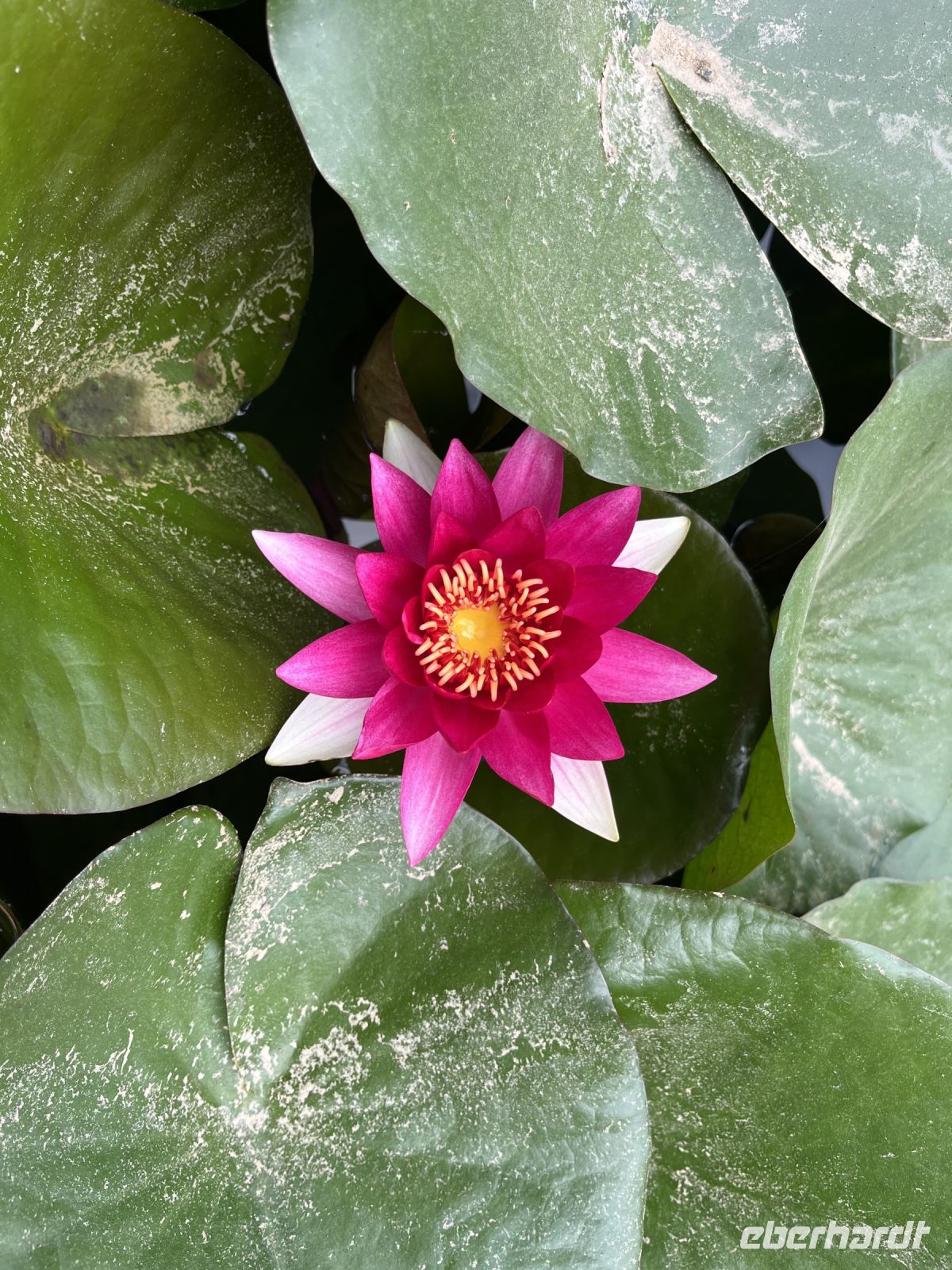 Seerose &ndash; &copy; Valentin Meyer-Plath (Eberhardt TRAVEL)