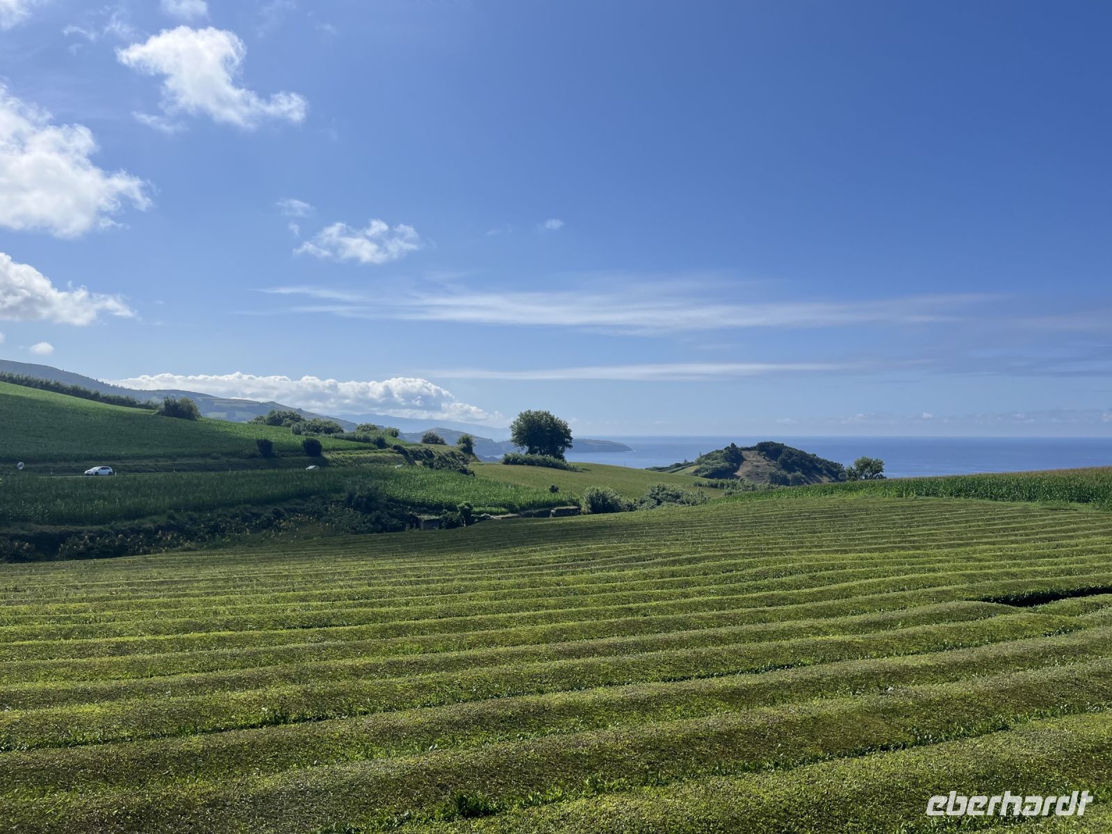 Teeplantage &ndash; &copy; Valentin Meyer-Plath (Eberhardt TRAVEL)