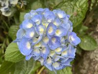 Hortensie &ndash; &copy; Valentin Meyer-Plath (Eberhardt TRAVEL)