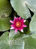 Seerose &ndash; &copy; Valentin Meyer-Plath (Eberhardt TRAVEL)