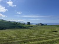Teeplantage &ndash; &copy; Valentin Meyer-Plath (Eberhardt TRAVEL)