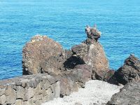 Der Fels - Cachorro - Hund - Insel Pico, Azore &ndash; &copy; Marieta Beck (Eberhardt TRAVEL)