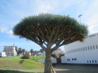 Stierkampfarene - Angra de Heroismo, Terceira, Azoren &ndash; &copy; Marieta Beck (Eberhardt TRAVEL)
