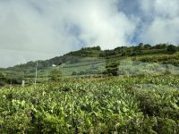 Es gedeihen Bananen &ndash; &copy; Birgit Kirchner (Eberhardt TRAVEL)