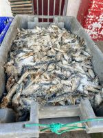 gesalzene Sardinen &ndash; &copy; Birgit Kirchner (Eberhardt TRAVEL)