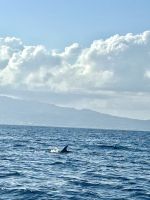 die ersten Delfine! &ndash; &copy; Birgit Kirchner (Eberhardt TRAVEL)