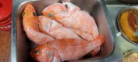 Lecker - gleich gibt es Fisch &ndash; &copy; Daniela Paulan (Eberhardt TRAVEL)