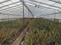 71. Ananasplantage Ponta Delgada, Sao Miguel, Azoren &ndash; &copy; Teresa Rumpel (Eberhardt TRAVEL)