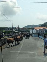 223. Verkehr auf den Azoren &ndash; &copy; Teresa Rumpel (Eberhardt TRAVEL)