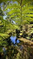 Parque Terra Nostra, São Miguel Island, Povoação, Azores, Portugal
