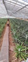 Azoren Ananasplantage &ndash; &copy; Georg Berger (Eberhardt TRAVEL)