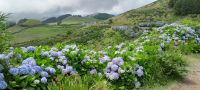 Azoren Flora &ndash; &copy; Georg Berger (Eberhardt TRAVEL)