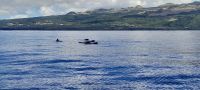 Azoren Whalewatching &ndash; &copy; Georg Berger (Eberhardt TRAVEL)