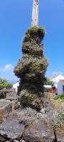 Terceira Flora &ndash; &copy; Georg Berger (Eberhardt TRAVEL)