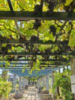 Weingarten &ndash; &copy; Britta Martini-Miles (Eberhardt TRAVEL)