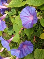 Windenblume &ndash; &copy; Britta Martini-Miles (Eberhardt TRAVEL)