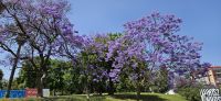  Lissabon, Jacaranda Bäume in Blüte &ndash; &copy; Ria Heilmann (Eberhardt TRAVEL)