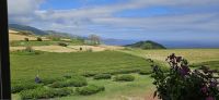 Sao Miguel, Teeplantage Gorreana  &ndash; &copy; Ria Heilmann (Eberhardt TRAVEL)