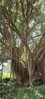 Sao Miguel, Furnas,  Terranostra Park,  neuseeländischer Eisenholzbaum &ndash; &copy; Ria Heilmann (Eberhardt TRAVEL)
