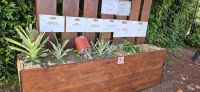 Ananasplantage, Schritte der Aufzucht &ndash; &copy; Ria Heilmann (Eberhardt TRAVEL)