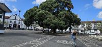 Pontadelgada, neuseeländischer Eisrnholzbaum &ndash; &copy; Ria Heilmann (Eberhardt TRAVEL)