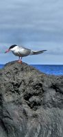 Faial, Seeschwalbe &ndash; &copy; Ria Heilmann (Eberhardt TRAVEL)