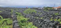 Pico, Unesco Weinanbaugebiet &ndash; &copy; Ria Heilmann (Eberhardt TRAVEL)